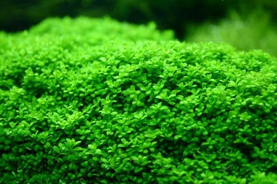 Hemianthus callitrichoides Cuba KUBEK 10cm in vitro